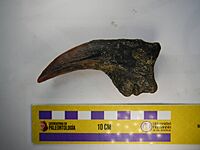 Paraxenisaurus Manual Claw.jpg