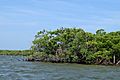 Pelicans and double breasted cormorants in the mangroves