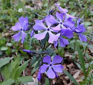 Phlox divaricata Ohio 2016.JPG