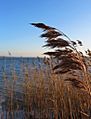 Phragmites australis Schilfrohr