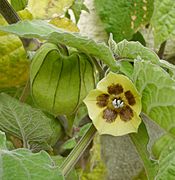 Physalis peruviana-Bluete