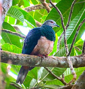 Pink-Bellied Imperial Pigeon.jpg