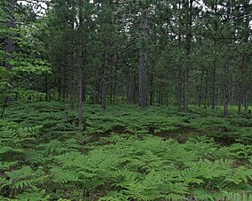 Pinus resinosa forest USFWS.jpg