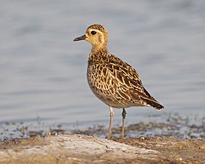 Pluvialis fulva 2 - Laem Pak Bia.jpg