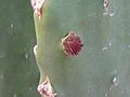 Prickly Pear 2