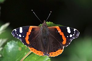 Red admiral butterfly (Vanessa atalanta)