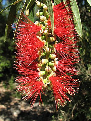 Red bottle brush.jpg