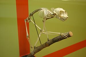 Red slender loris skeleton