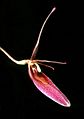 Restrepia brachypus Orchi 01