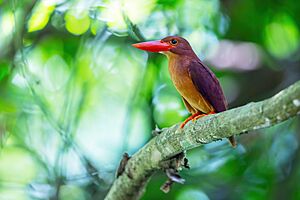 Ruddy Kingfisher 0A2A7077.jpg