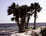 Sabal palmetto2