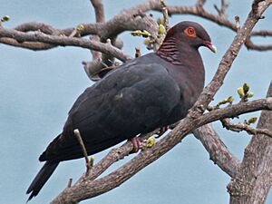 Scaly-naped Pigeon RWD