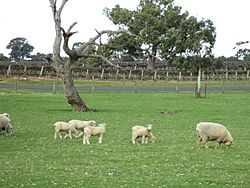 Sheep and vines.JPG