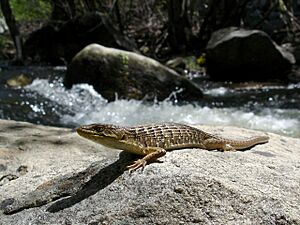 Sierra Alligator Lizard.jpg