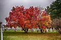 Smoke tree in Autumn