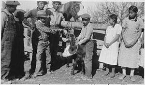 Students pose with calf during branding at Brave Heart Day School - NARA - 285477