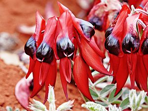 Sturts desert pea