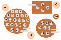 Surasang setting scheme