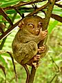 Tarsier Hugs Mossy Branch