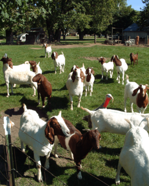 Animals along Ann Street.