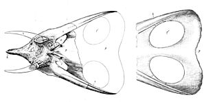 Torosaurus skulls