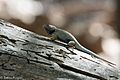 Yarrow's Spiny Lizard Huachuca Canyon Sierra Vista AZ (35706954302)