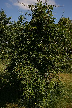 Actinidia-arguta-habit