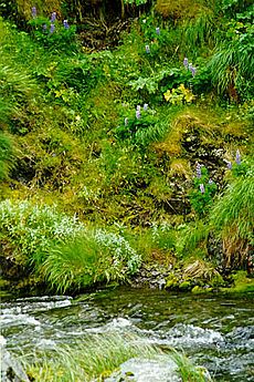 Adak Island, Lupines at Finger Bay Creek