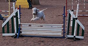 Agility bedlington