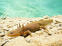 Ambystoma velasci.jpg