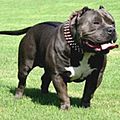 American bully