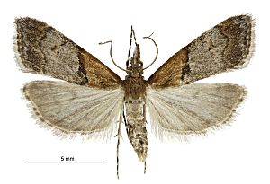 Antiscopa epicomia female2.jpg