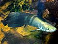 Arapaima shedd