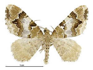 Asaphodes obarata male.jpg