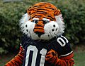 Aubie-01