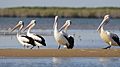 AustralianPelicansMcArthurRiverMouth