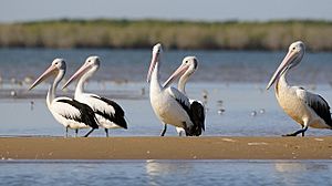 AustralianPelicansMcArthurRiverMouth