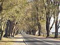 Avenue of Honour in Bacchus Marsh