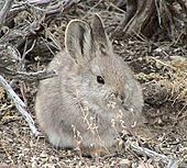 BRACHYLAGUS IDAHOENSIS