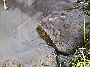 Baby Muskrat at Trout Lake