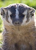 Badger ODFW.JPG