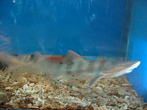 Banded houndshark china