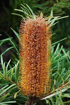 Banksia spinulosa.JPG