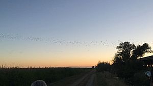 Bat flight