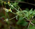 Bidens biternata W IMG 2942