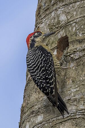 Black-cheeked woodpecker (Melanerpes pucherani) male making nest Orange Walk.jpg