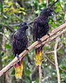 Black lory (Chalcopsitta atra), Gembira Loka Zoo, Yogyakarta 2015-03-15 03