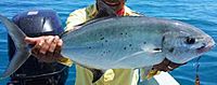 Bludger trevally darwin