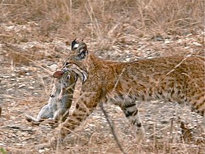 Bobcat having caught a rabbit