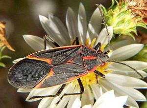 Box elder bug